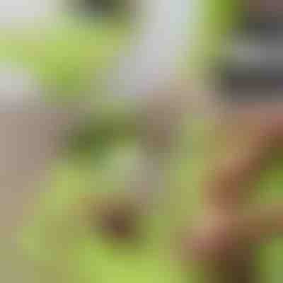 Deska za rezanje brez nereda s snemljivo posodo 2 v 1| CHOPPINATA