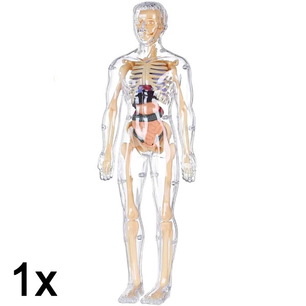1x 3D model za učenje anatomije človeškega telesa | FLESHTOPIA
