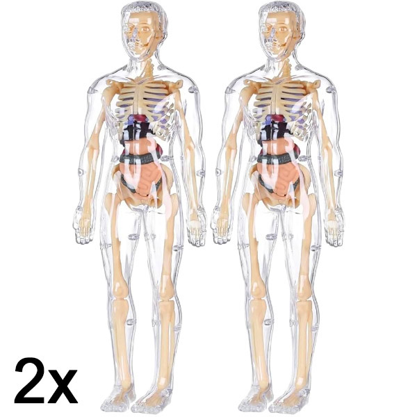 2x 3D model za učenje anatomije človeškega telesa | FLESHTOPIA