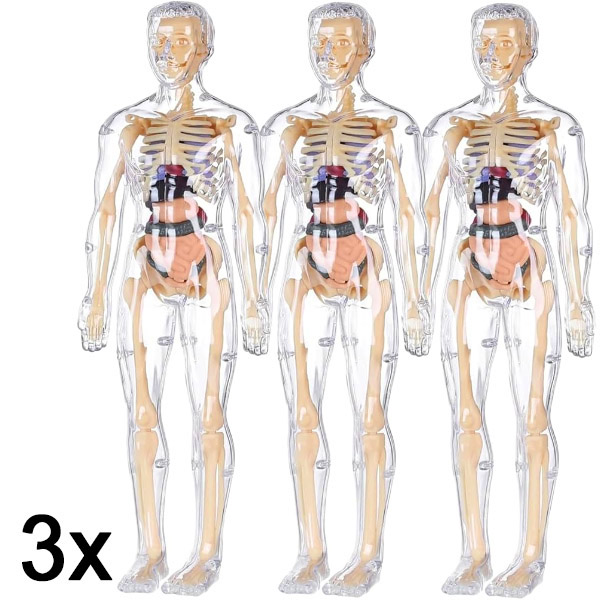 3x 3D model za učenje anatomije človeškega telesa | FLESHTOPIA